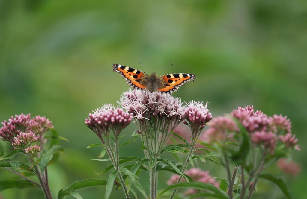 Ein Schmetterling auf einer Blume im Pfrunger-Burgweiler Ried. 