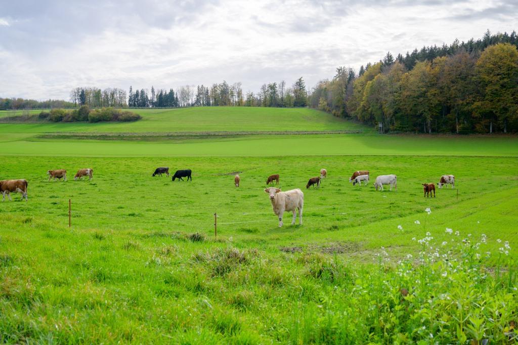 Die Kühe auf dem Höchsten leben auf saftig, grünen Weiden.